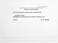 Mycosphaerella silenes-acaulis image